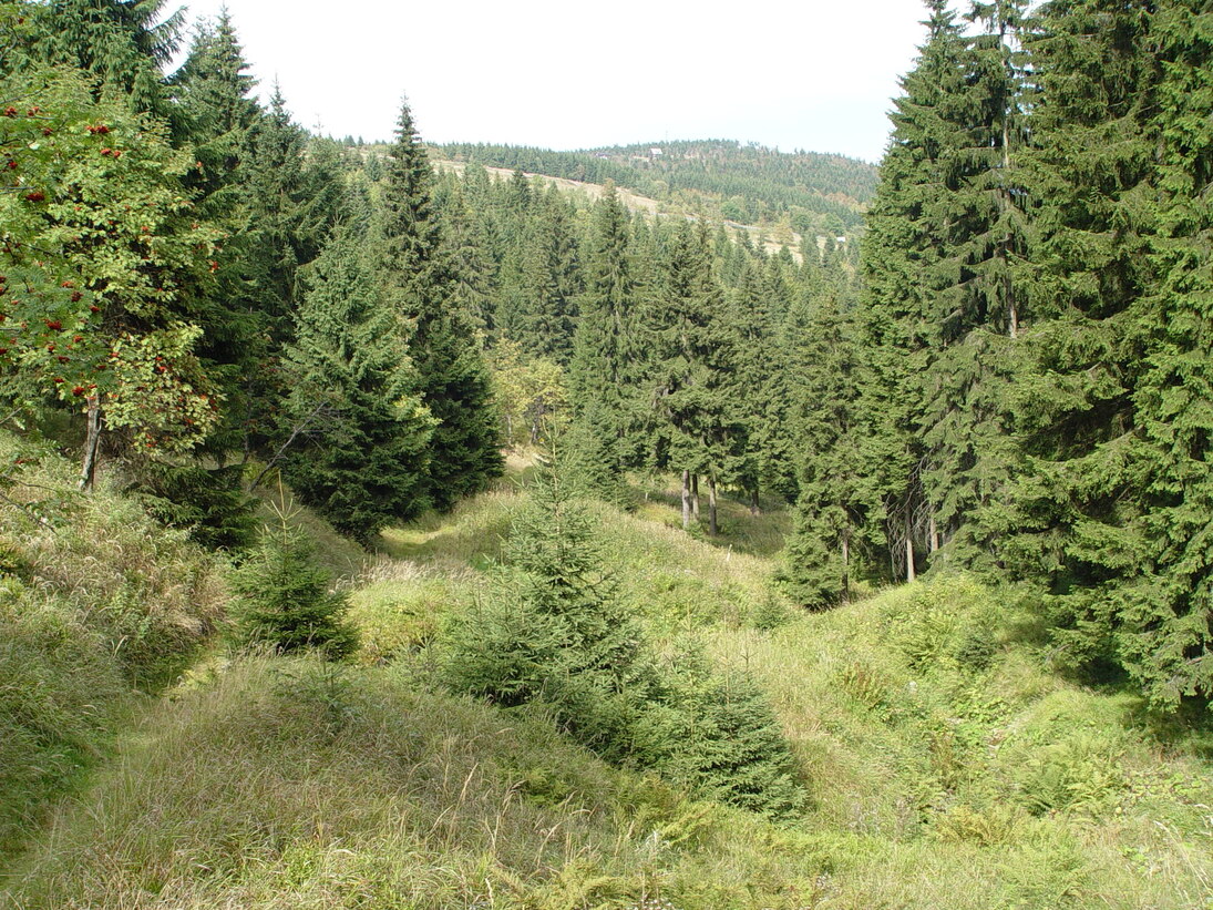 Bild von einer hügeligen Lichtung aus in den Fichtenwald, der immer dichter wird. Weiterhinten erstreckt er sich über den Berg. Sonne scheint alles ist kraftig hell bzw. dunkelgrün. Gräser im Vordergrund.