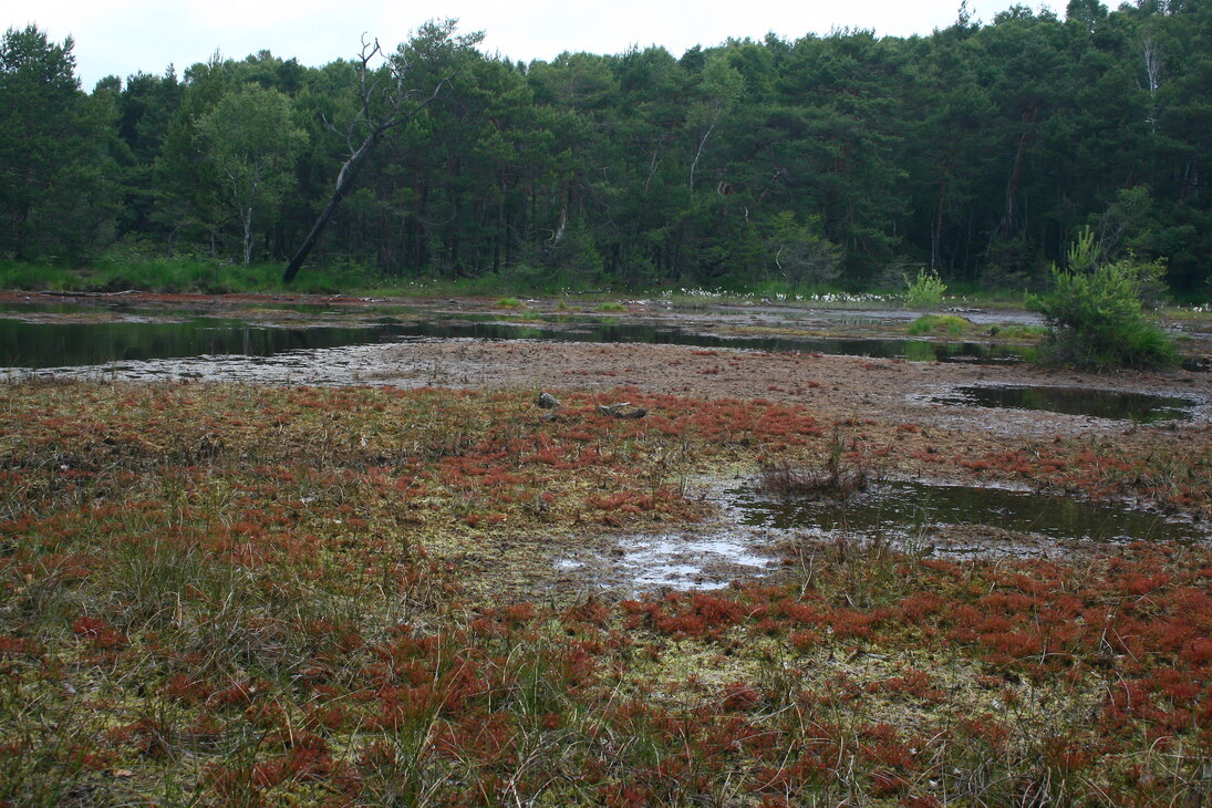 Im unteren Drittel des Bildes ist das Moor zu sehen mit grün und roten Gräsern, Moosen etc. sowie Wasseroberfläche. Im Hintergrund ist ein kräftiger grüner Wald mit zahlreichen verschiedenen Baumarten am Ende der Mooroberfläche.