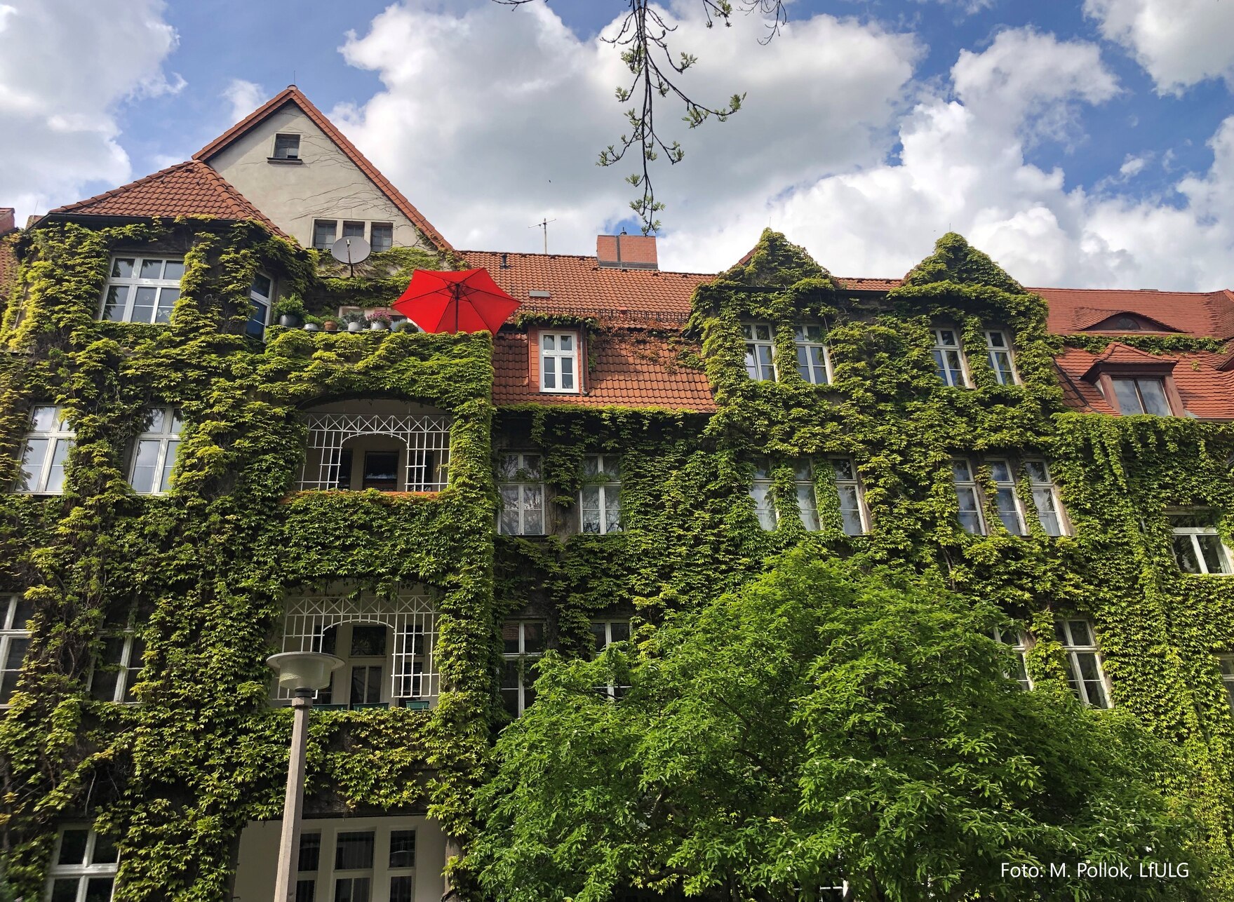 Die Fassade eines Mehrfamilienhaus, Altbau ist komplett mit dichten grünen Blättern einer Kletterpflanze bewachsen. Nur die Fenster und das Dach sind noch zu sehen.