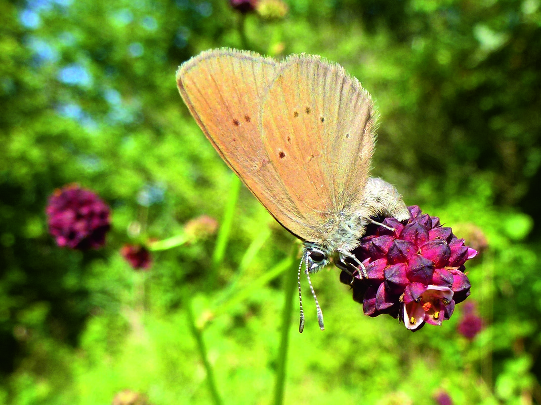 Nahaufnahme eines hellbraunen Falters, der auf einer dunkelroten Blüte sitzt. Der Hintergrund ist verschwommen, weitere rote Blüten sind zu erahnen und grüner Garten bzw. Wald.