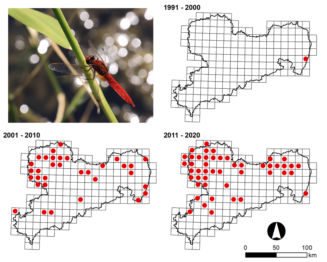 Bild 4 zeigt das Foto einer Feuerlibelle und 3 Sachsenkarten mit einem Raster, sogenannte Messtischblattfelder (MTB). Die MTB der Libelle zeigen deren Fundorte in Sachsen von 1991 – 2020. Die Libelle taucht immer häufiger in Nordsachsen auf.