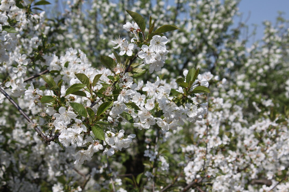 Viele weiße Kirschblüten an einem Obstbaum.Zwischen den Ästen lugt blauer Himmel durch.